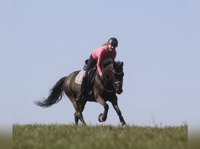 Duitse rijpony Ruin 14 Jaar 146 cm Zwart in Ganderkesee