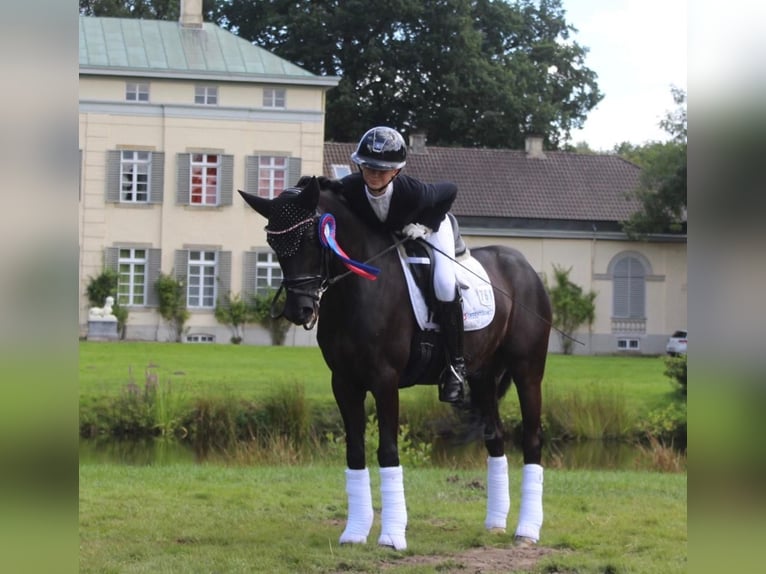 Duitse rijpony Ruin 14 Jaar 146 cm Zwart in Ganderkesee