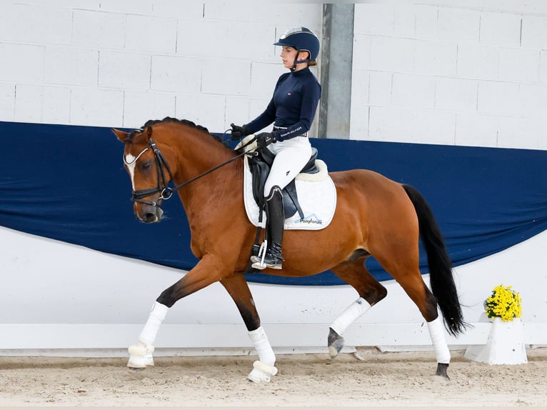 Duitse rijpony Ruin 14 Jaar 147 cm Bruin in Marsberg
