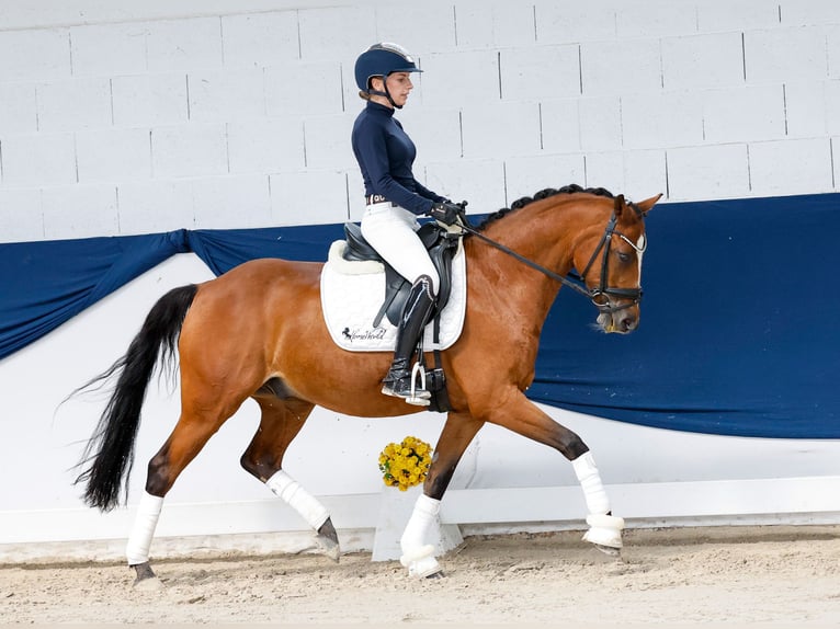 Duitse rijpony Ruin 14 Jaar 147 cm Bruin in Marsberg
