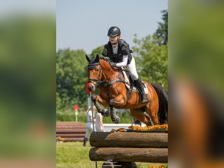 Duitse rijpony Ruin 14 Jaar 147 cm Bruin in Werne