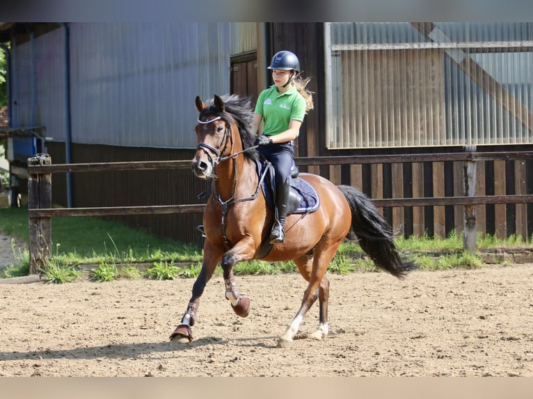 Duitse rijpony Ruin 14 Jaar 147 cm Bruin in Hörstel