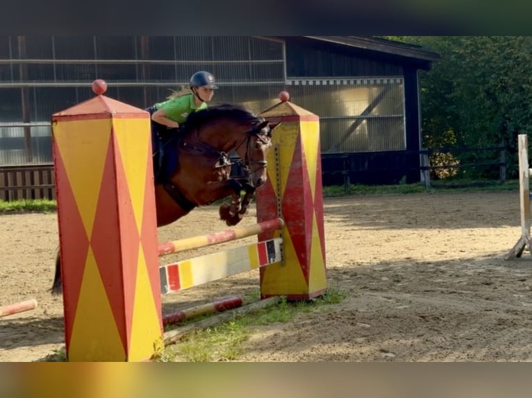 Duitse rijpony Ruin 14 Jaar 147 cm Bruin in Hörstel