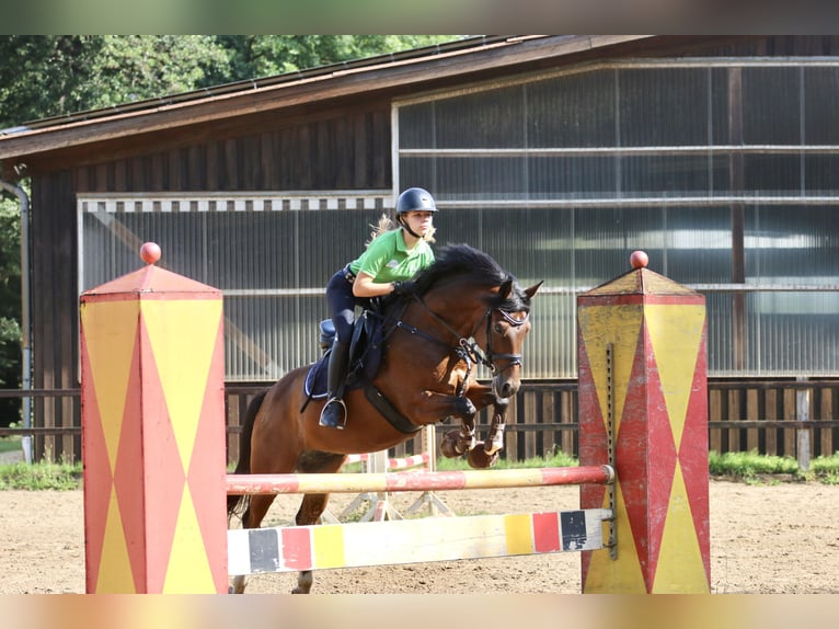 Duitse rijpony Ruin 14 Jaar 147 cm Bruin in Hörstel