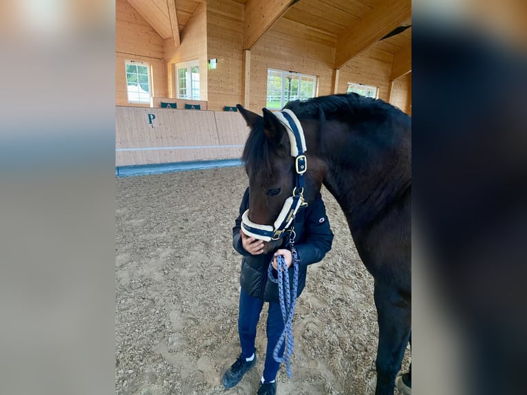 Duitse rijpony Ruin 14 Jaar 147 cm  in Talheim
