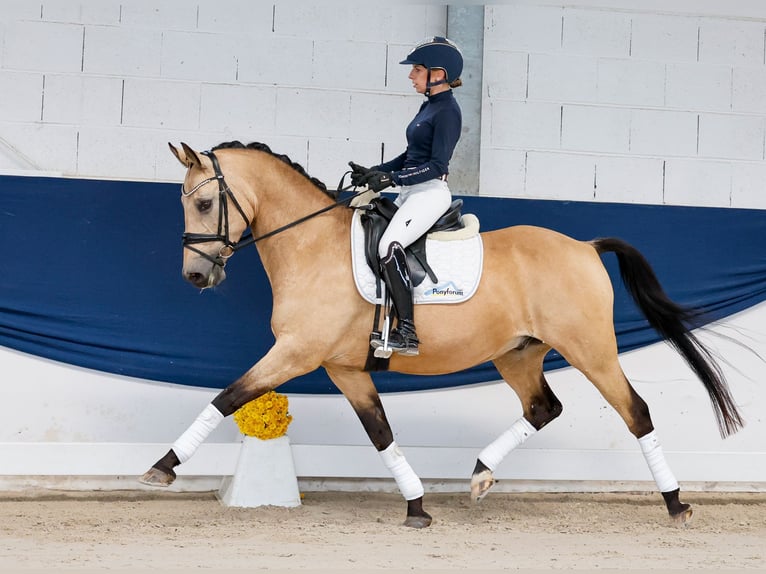 Duitse rijpony Ruin 14 Jaar 147 cm Falbe in Marsberg