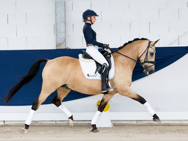 Duitse rijpony Ruin 14 Jaar 147 cm Falbe in Marsberg