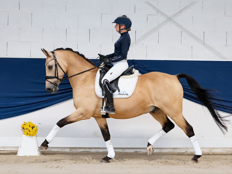 Duitse rijpony Ruin 14 Jaar 147 cm Falbe in Marsberg