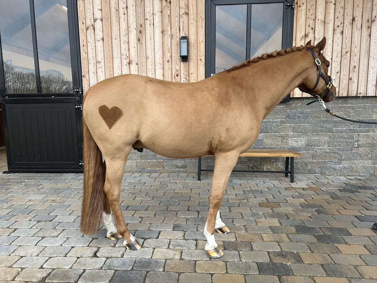 Duitse rijpony Ruin 14 Jaar 147 cm Vos in W&#xFC;lfrath