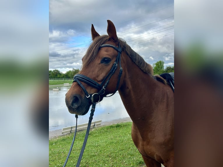 Duitse rijpony Ruin 14 Jaar 147 cm Vos in Karben