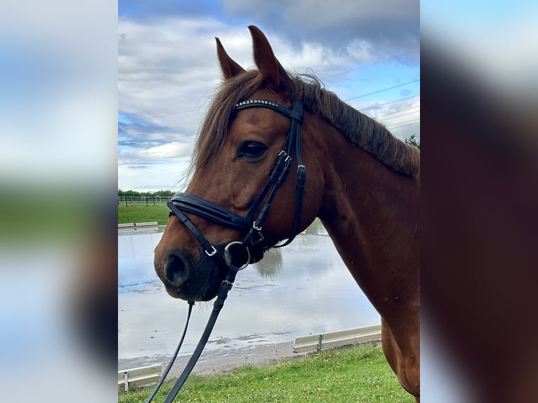 Duitse rijpony Ruin 14 Jaar 147 cm Vos in Karben