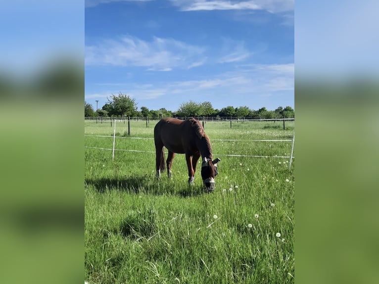 Duitse rijpony Ruin 14 Jaar 147 cm Vos in Karben