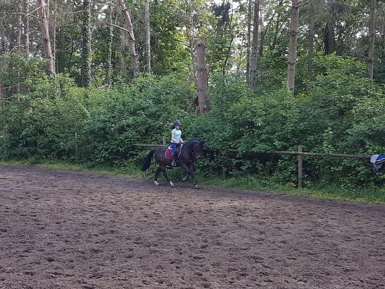 Duitse rijpony Ruin 14 Jaar 147 cm Zwartbruin in Warendorf