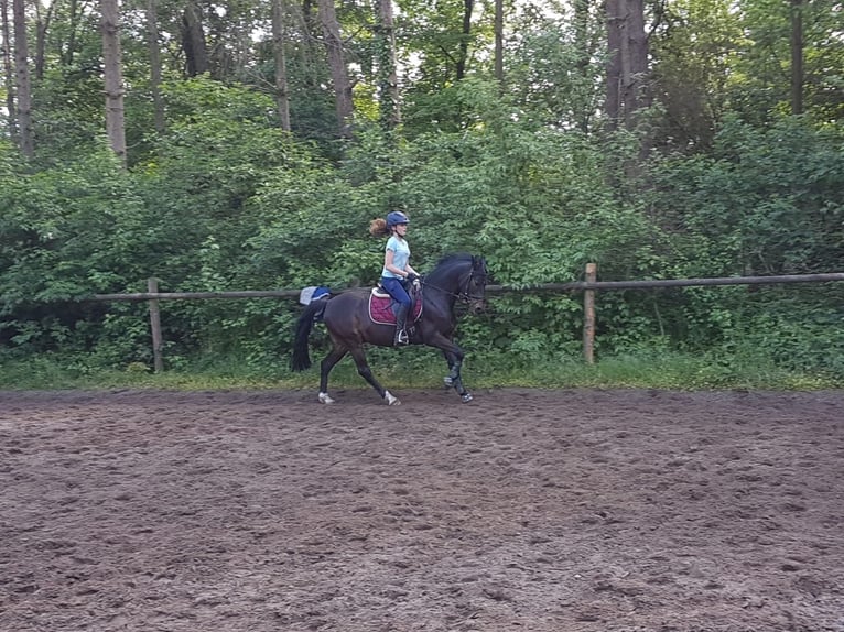 Duitse rijpony Ruin 14 Jaar 147 cm Zwartbruin in Warendorf