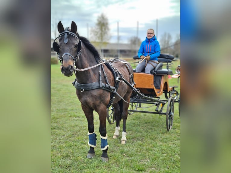 Duitse rijpony Ruin 14 Jaar 147 cm Zwartbruin in Warendorf