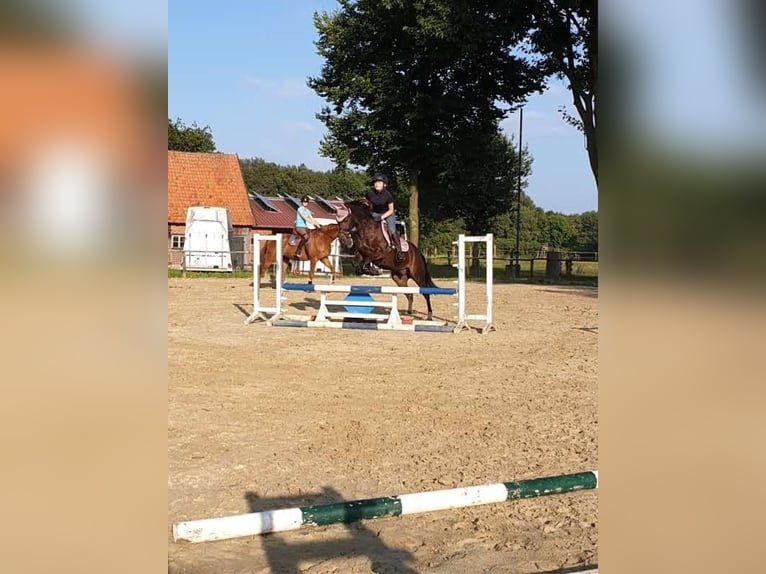 Duitse rijpony Ruin 14 Jaar 147 cm Zwartbruin in Warendorf