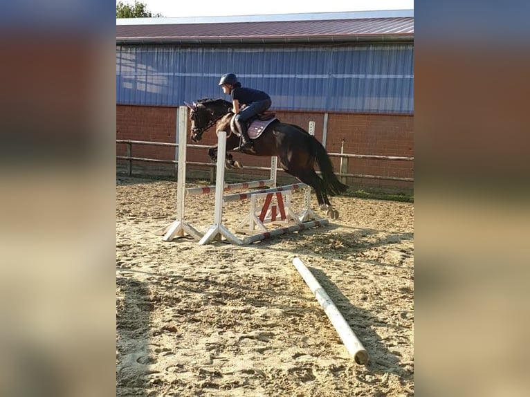 Duitse rijpony Ruin 14 Jaar 147 cm Zwartbruin in Warendorf