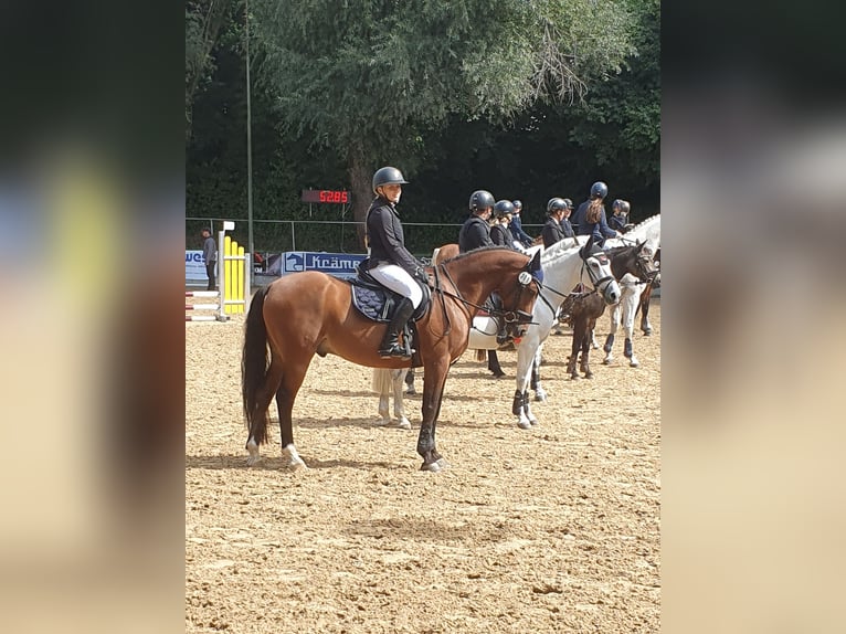 Duitse rijpony Ruin 14 Jaar 148 cm Bruin in Schweitenkirchen