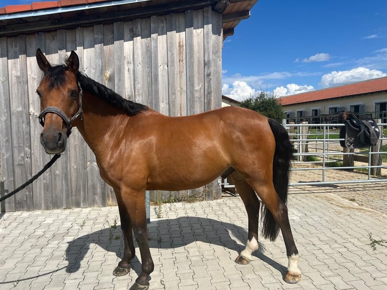 Duitse rijpony Ruin 14 Jaar 148 cm Bruin in Schweitenkirchen