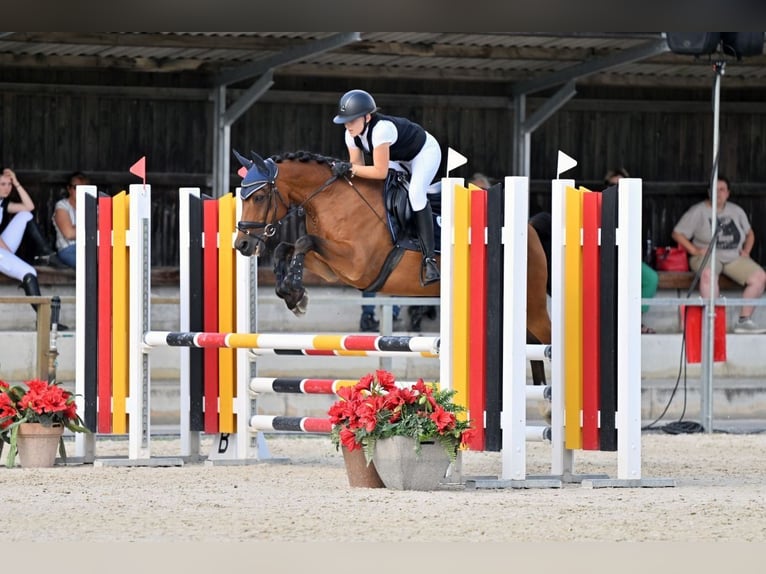 Duitse rijpony Ruin 14 Jaar 148 cm Bruin in Schweitenkirchen