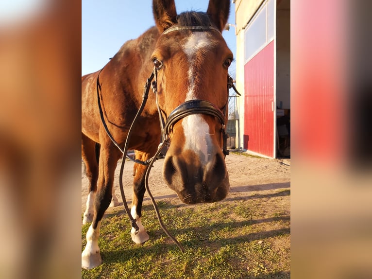 Duitse rijpony Ruin 14 Jaar 148 cm Bruin in Hohenerxleben