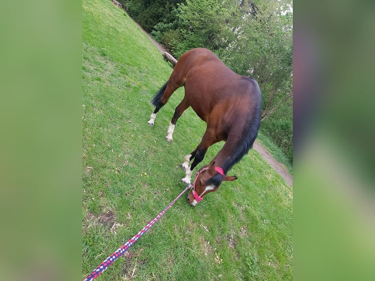 Duitse rijpony Ruin 14 Jaar 148 cm Bruin in Hohenerxleben