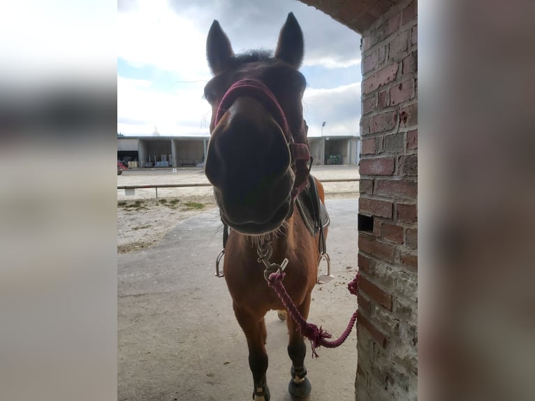 Duitse rijpony Ruin 14 Jaar 148 cm Bruin in Hohenerxleben