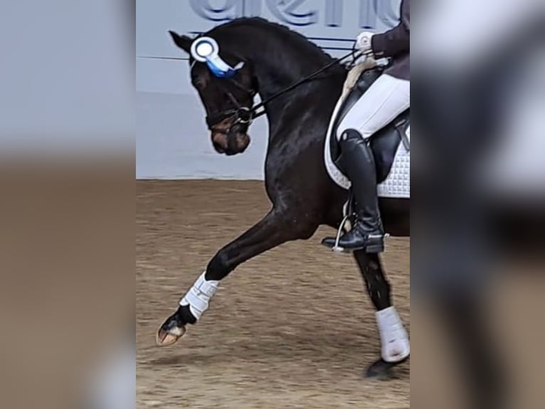 Duitse rijpony Ruin 14 Jaar 148 cm Donkerbruin in Emsbüren