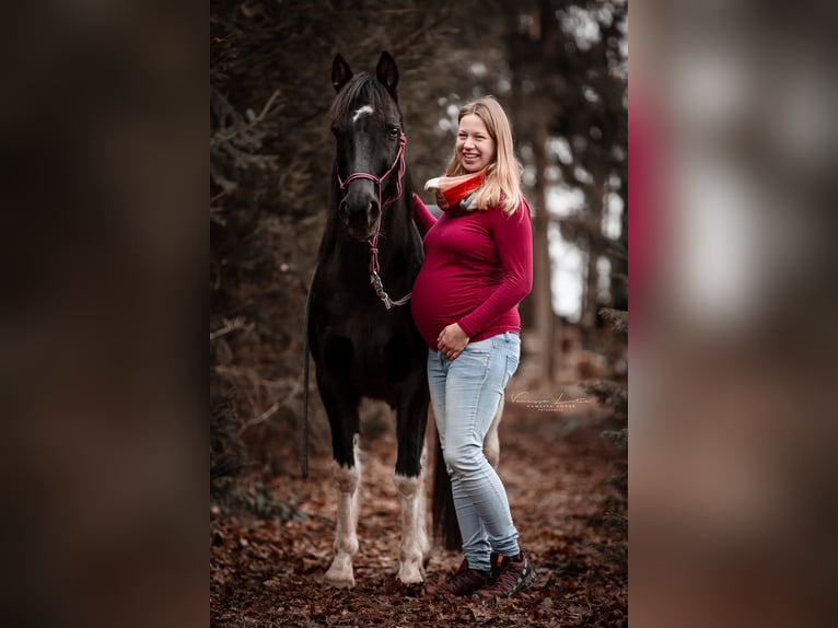 Duitse rijpony Mix Ruin 14 Jaar 148 cm Gevlekt-paard in Lichtenberg