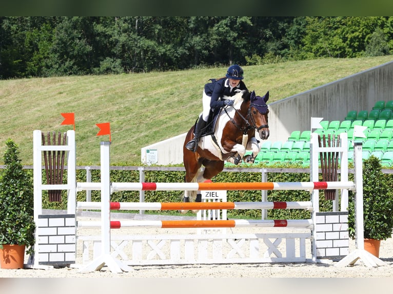 Duitse rijpony Ruin 14 Jaar 148 cm Gevlekt-paard in Berlin