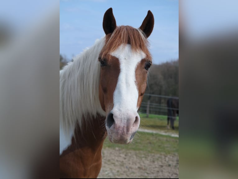 Duitse rijpony Ruin 14 Jaar 148 cm in Bergisch Gladbach