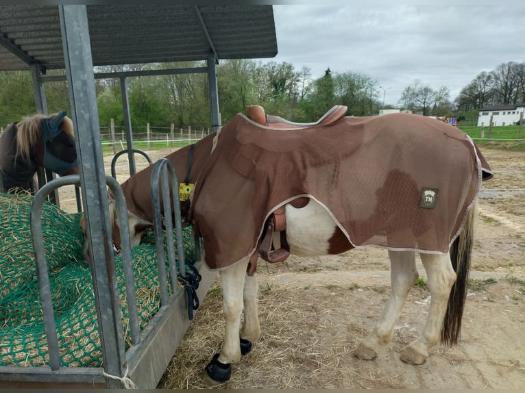 Duitse rijpony Ruin 14 Jaar 148 cm in Bergisch Gladbach