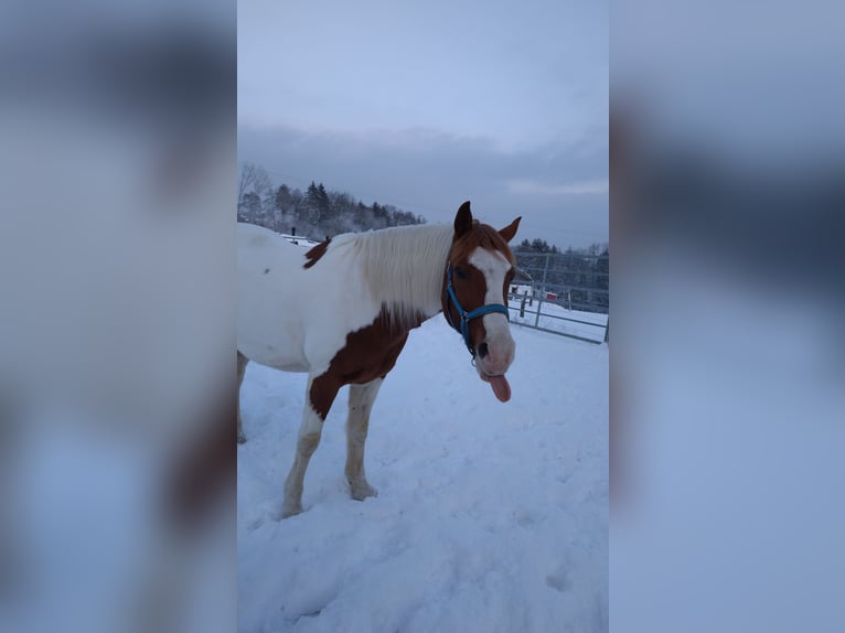 Duitse rijpony Ruin 14 Jaar 148 cm in Bergisch Gladbach