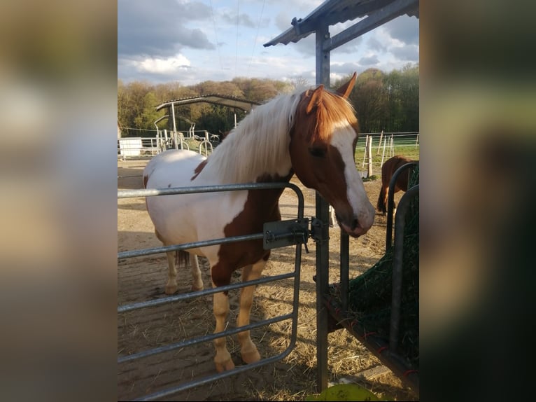 Duitse rijpony Ruin 14 Jaar 148 cm in Bergisch Gladbach