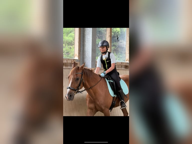 Duitse rijpony Ruin 14 Jaar 148 cm Vos in Kottingbrunn