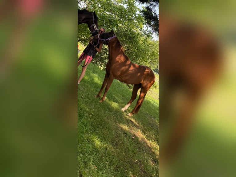 Duitse rijpony Ruin 14 Jaar 148 cm Vos in Kottingbrunn