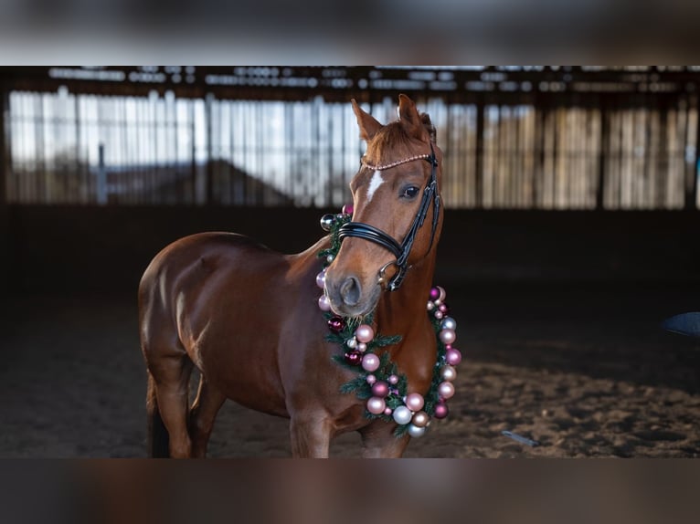 Duitse rijpony Ruin 14 Jaar 148 cm Vos in Hohenbrunn