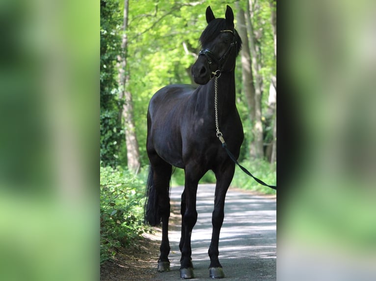 Duitse rijpony Ruin 14 Jaar 148 cm Zwart in Mettingen