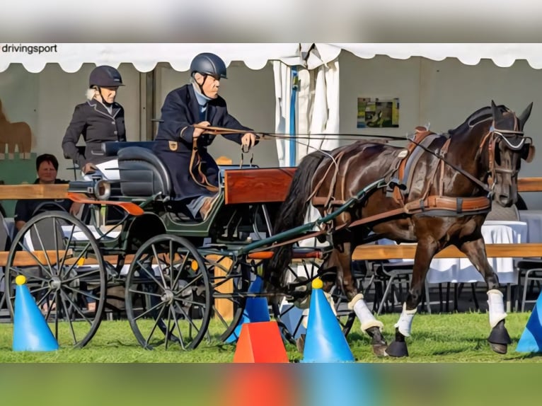 Duitse rijpony Ruin 14 Jaar 148 cm Zwart in Mettingen