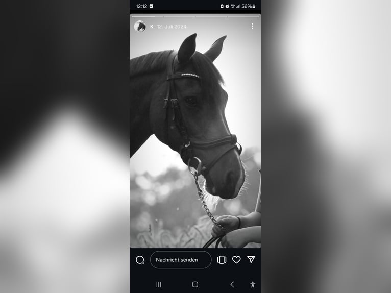 Duitse rijpony Ruin 14 Jaar 150 cm Bruin in Achim