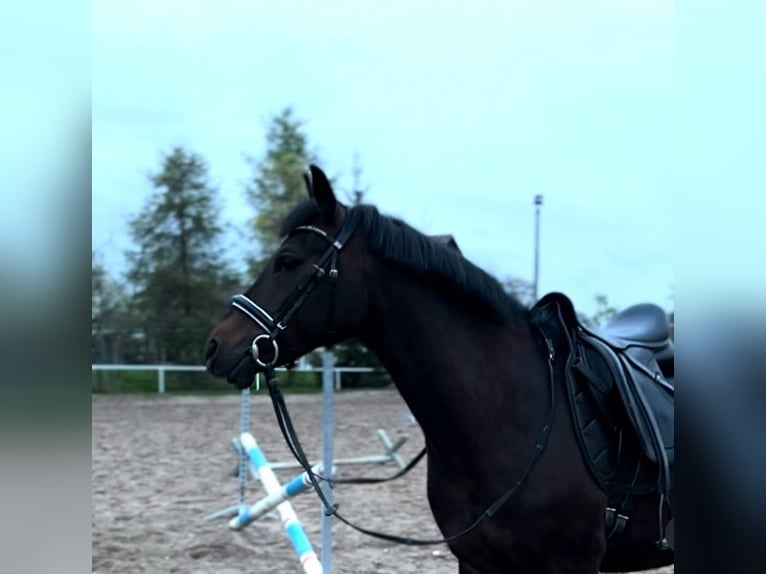 Duitse rijpony Ruin 14 Jaar 153 cm Zwart in DreiheideTürgau