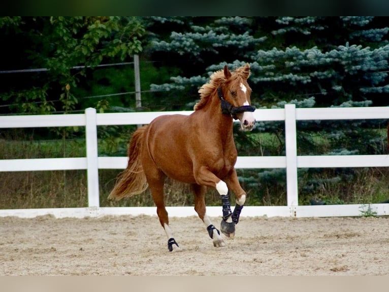 Duitse rijpony Ruin 14 Jaar 155 cm Vos in Leverkusen
