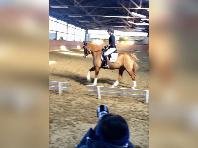 Duitse rijpony Ruin 14 Jaar 155 cm Vos in Leverkusen