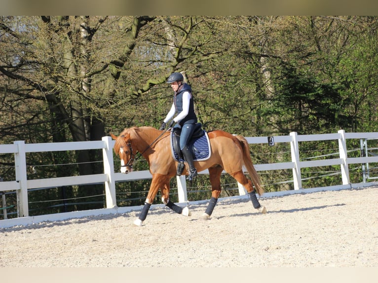 Duitse rijpony Ruin 14 Jaar 155 cm Vos in Leverkusen