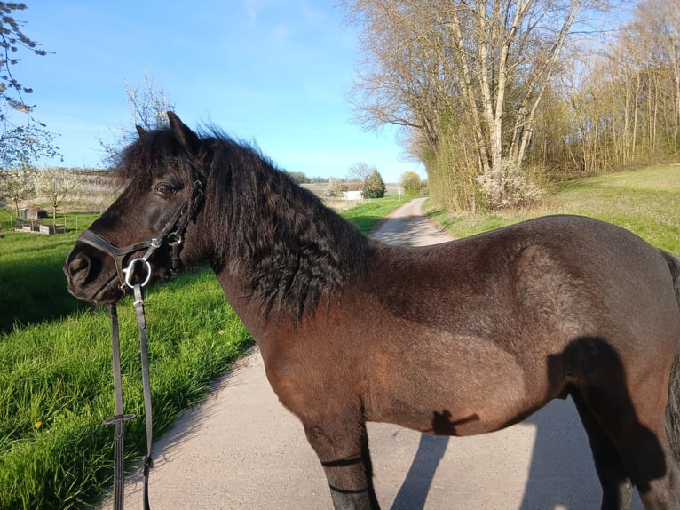 Duitse rijpony Mix Ruin 15 Jaar 124 cm  in Heilbronn