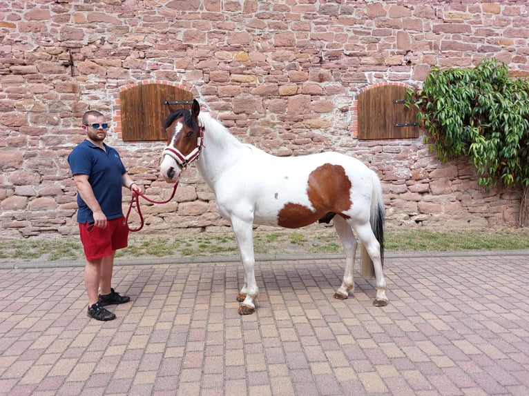 Duitse rijpony Mix Ruin 15 Jaar 138 cm Gevlekt-paard in Altenhausen