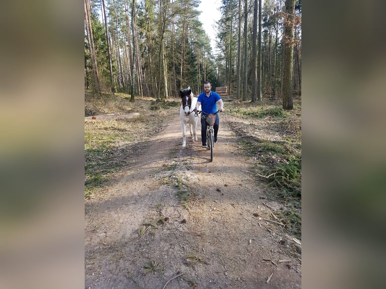 Duitse rijpony Mix Ruin 15 Jaar 138 cm Gevlekt-paard in Altenhausen