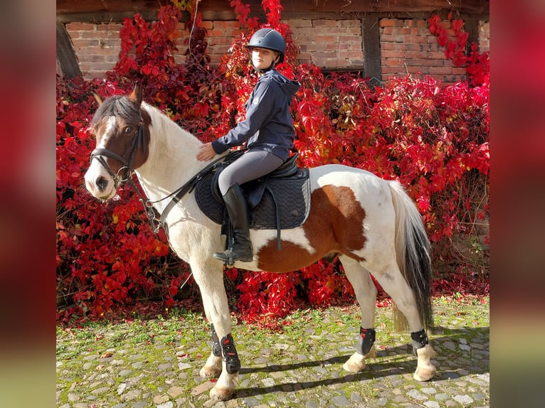 Duitse rijpony Mix Ruin 15 Jaar 138 cm Gevlekt-paard in SAltenhausen