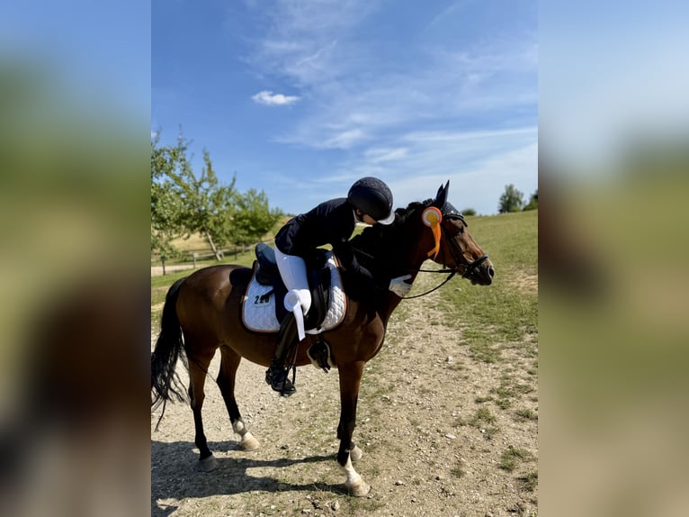Duitse rijpony Ruin 15 Jaar 142 cm Bruin in Ober-Flörsheim