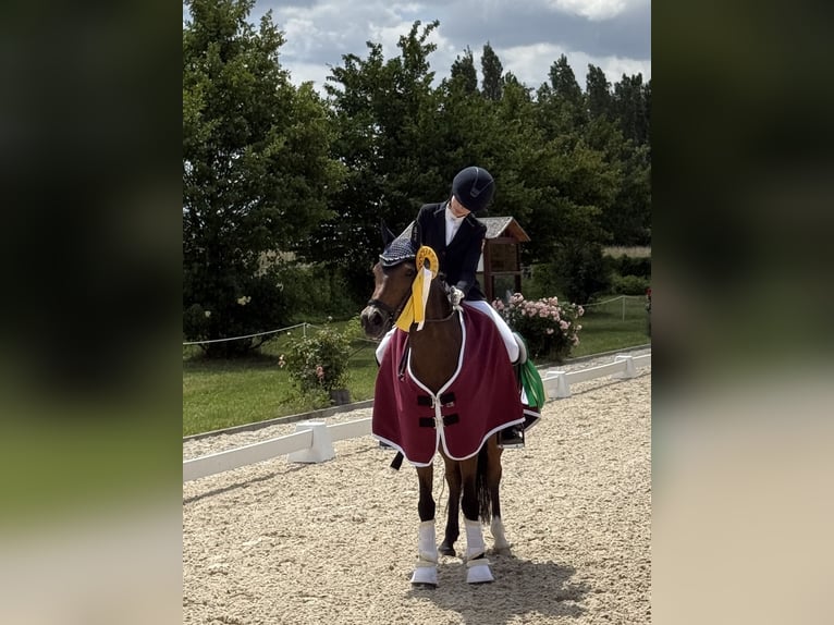 Duitse rijpony Ruin 15 Jaar 142 cm Bruin in Ober-Flörsheim